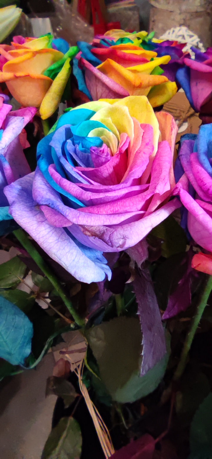 Róża rainbow - piękna, kolorowa a jednak żywa i prawdziwa